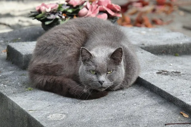 Gorgeous grey cat with green eyes on stone slab that&#x27;s obviously judgey